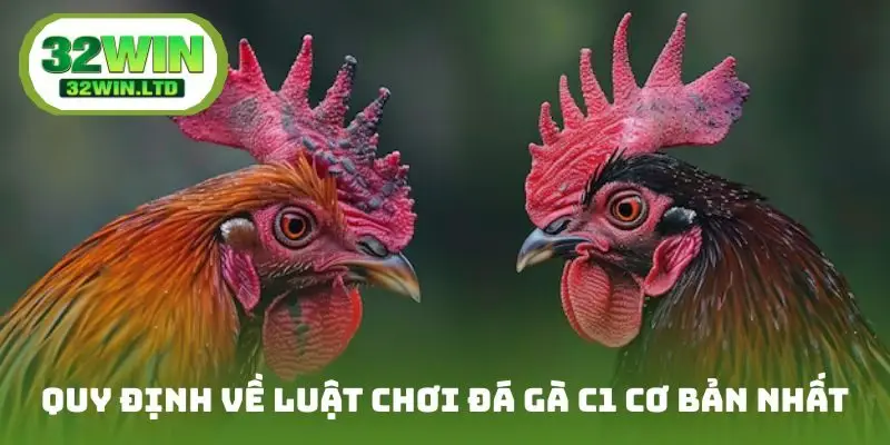 Quy định về luật chơi đá gà C1 cơ bản nhất